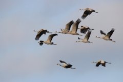 crane002